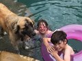 Alex_MooseDiscoversPool (21)